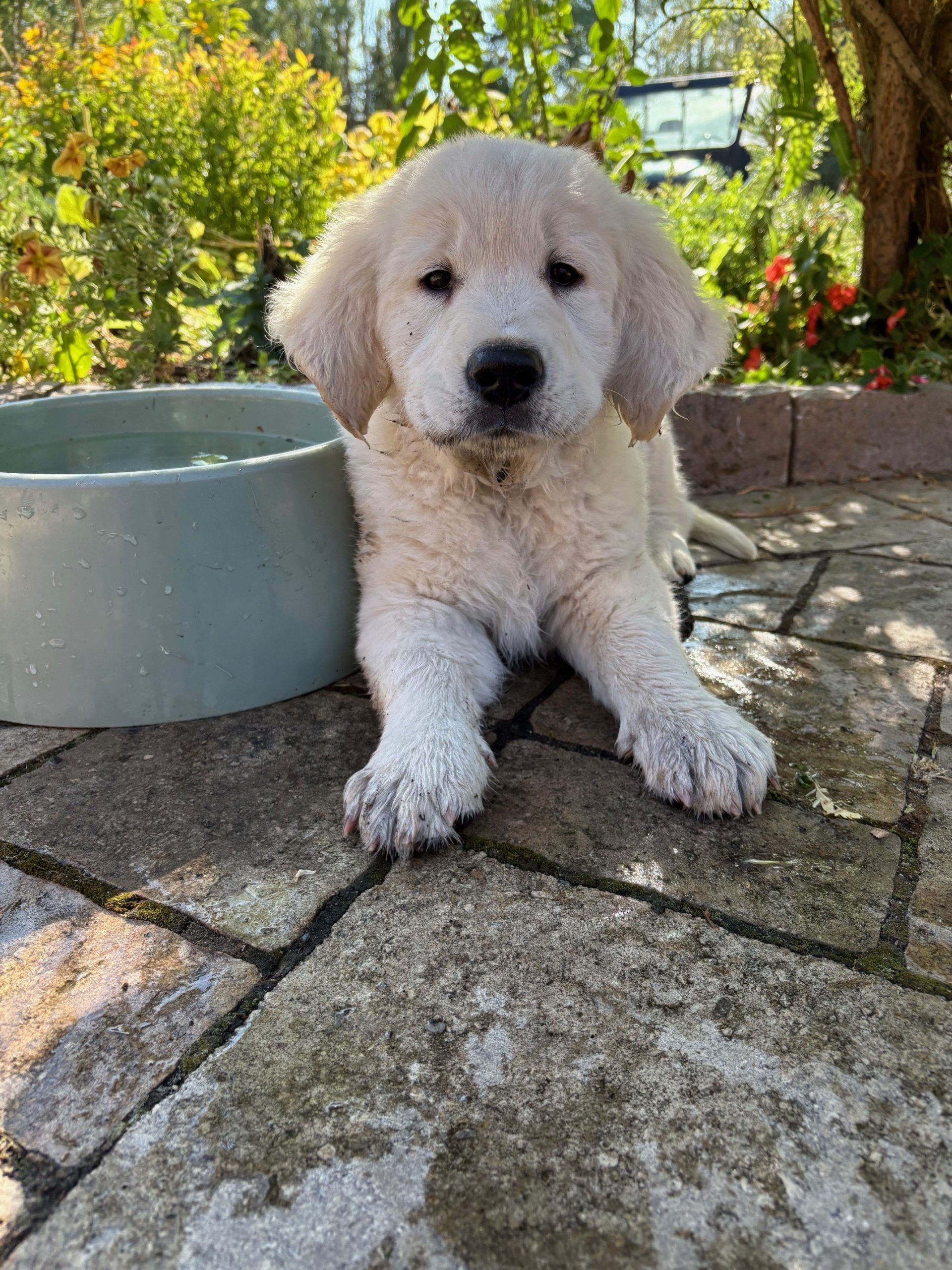 Finnegan pup Piper