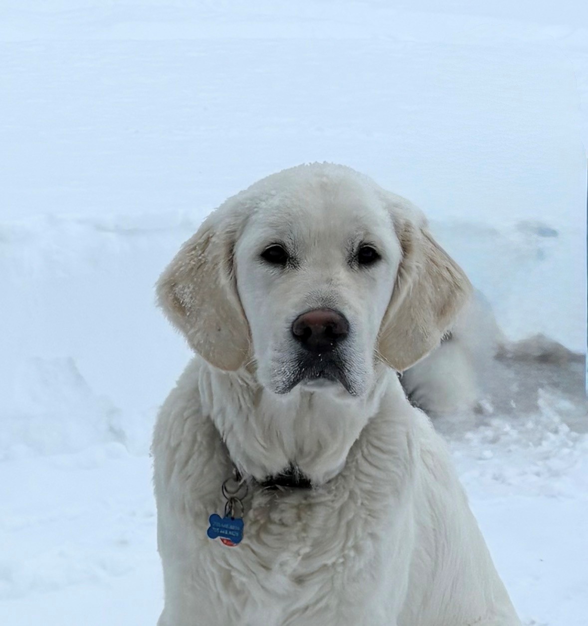 Piper